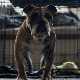 Atlas - Bulldog