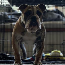 Atlas - Bulldog