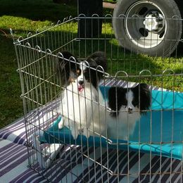 Papillon Puppies from Medlee