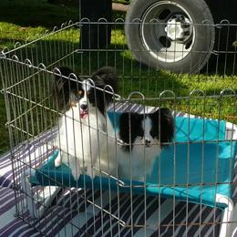 Papillon Puppies from Medlee