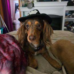 Daisy Mae - Dachshund
