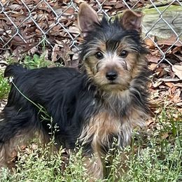 Gizmo - Yorkshire Terrier