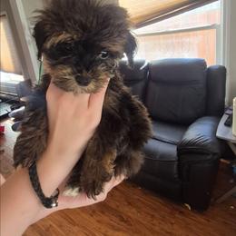 Mickey - Black & tan tri-color male Maltipoo puppy in Everett, Washington from Meadows Ranch