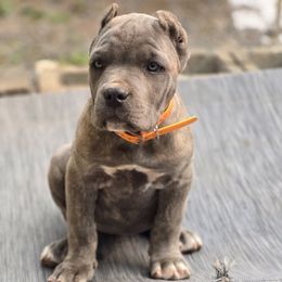 Orange - Gray brindle female Cane Corso puppy in Chestertown, Maryland from Willow Creek Cane Corsos