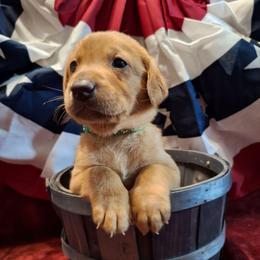 Green - Yellow male Labrador Retriever puppy in Bemidji, Minnesota from Northern Star Elite Quality Labrador Retrievers