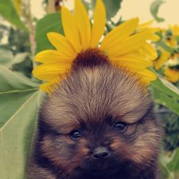 French Bulldog and Pomeranian Puppies from Purrs N Poms