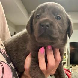 Purple- Charcoal Female - Charcoal female Dilute Retriever puppy in Marion, Illinois from Summer Lovin’ Labradors of Southern Illinois