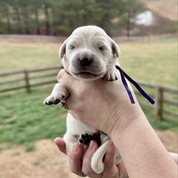 Miss Purple - Light golden female Golden Retriever puppy in Jasper, Tennessee from Suncoast Goldens