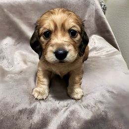 Dachshund Puppies from Lake Forest Cream Dachshunds