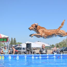 Cavalier King Charles Spaniel and Golden Retriever All Grown Up from Emerald Grove Puppies
