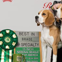 Chaos - Beagle