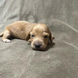 Grace - Red female Dachshund puppy in West Plains, Missouri from Kountry Road Aussies and Doxies