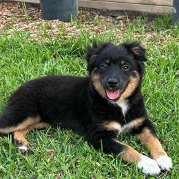 Cricket - Black tri female Miniature Australian Shepherd puppy in Sulphur, Louisiana from Triple J Aussies and Corgis