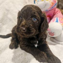 Bella - Chocolate female Labradoodle puppy in Ocean Breeze, Florida from 7 Puppies