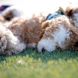 Poodle Puppies from Doodle Puppy Parti