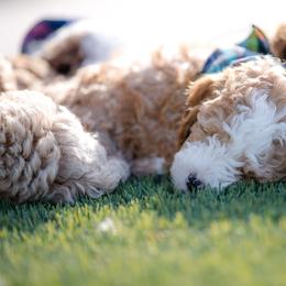 Poodle Puppies from Doodle Puppy Parti