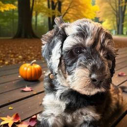 Brown - Merle male Sheepadoodle puppy in Salem, Oregon from Oregon Poodle Oodle Doodles