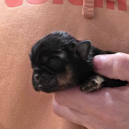 Charlie - Black and tan male Shih Tzu puppy in Carrollton, Ohio from Becker Hollow