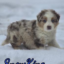 SnowKing - Red merle male Australian Shepherd puppy in Albion, Michigan from Northern Lights Aussies (NL Aussies)