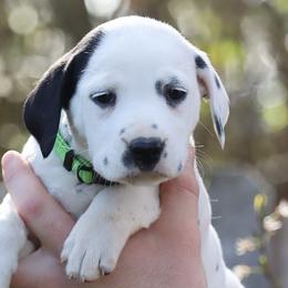 Girl 2 - Dalmatian puppy in Cottage Grove, Oregon from Hidden Hills Dalmatians