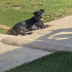 American Hairless Terrier All Grown Up from Ruckus American Hairless Terriers