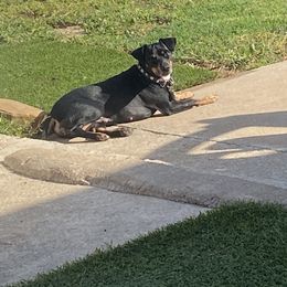 American Hairless Terrier All Grown Up from Ruckus American Hairless Terriers