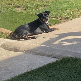 American Hairless Terrier All Grown Up from Ruckus American Hairless Terriers