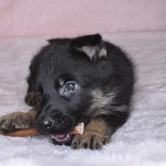 German Shepherd Puppies from Leveren K9s