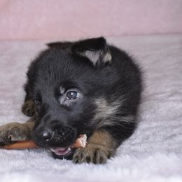 German Shepherd Puppies from Leveren K9s