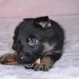German Shepherd Puppies from Leveren K9s