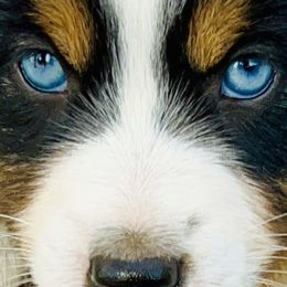 Fern - Black tri male Miniature Australian Shepherd puppy in Camano, Washington from Iris’ Island Oasis