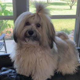 Bella - Havanese