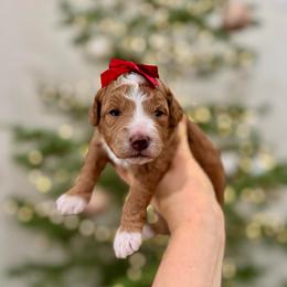 Maple - Red  female Goldendoodle puppy in Rio Linda, California from Plush Doodles