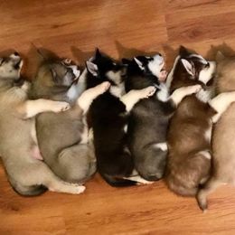 Siberian Husky Puppies from Pride Rock Siberians
