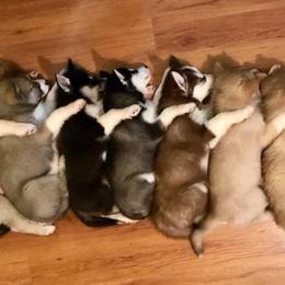 Siberian Husky Puppies from Pride Rock Siberians