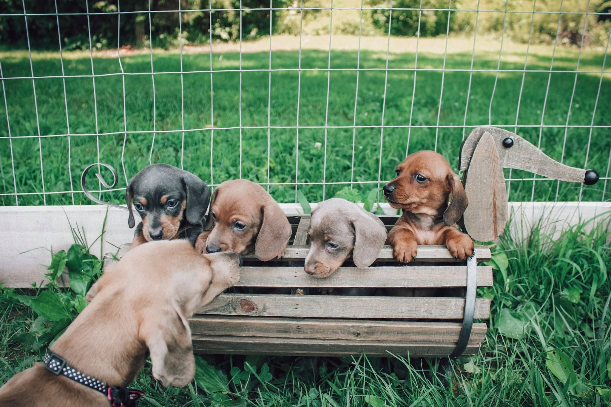 Hoosier Little Wieners in Indiana Dachshund puppies Good Dog