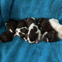Bracco Italiano and Chihuahua Puppies from Snow Peak Chihuahuas