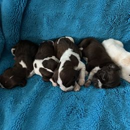 Bracco Italiano and Chihuahua Puppies from Snow Peak Chihuahuas