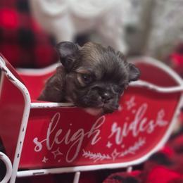 Cupid - Fawn and white male Chihuahua puppy in Brooksville, Florida from Daystars Chihuahuas