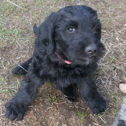 Labradoodle Puppies from Daisy's Labradoodles