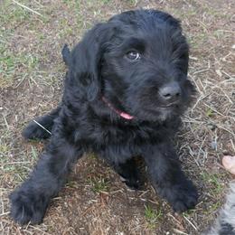 Labradoodle Puppies from Daisy's Labradoodles