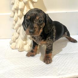 Tina - Dapple female Dachshund puppy in Jurupa Valley, California from Divine Doxies