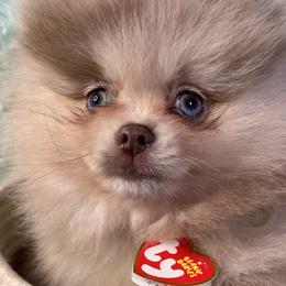 Maltipoos and Pomeranians from The Queens Doggies