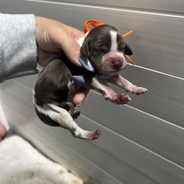 Orange girl - Liver white and tan female English Springer Spaniel puppy in Fairfield, California from Goldridge Springers