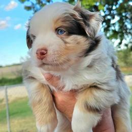 Remmy - Red merle male Miniature Australian Shepherd puppy in Crowell, Texas from Ardent Aussie Acres