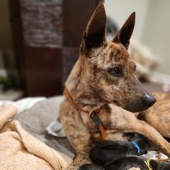 SERENITY - Vietnamese Phu Quoc Ridgeback