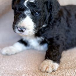 Theo - Black and white male Bernedoodle puppy in Grant City, Missouri from Timberline Paws