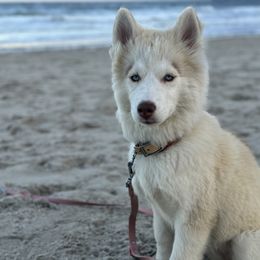 Siberian Husky Puppies from Young Orchard Siberians