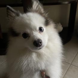 Blue - Pomsky