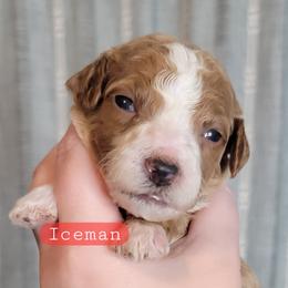 Iceman (Red Collar) - Red  male Goldendoodle puppy in Scurry, Texas from 07 Seven Oaks Goldens and Doodles